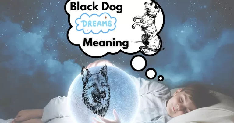 Black Dog in Your Dream Mean?