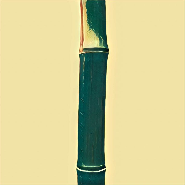 Bamboo – dream interpretation