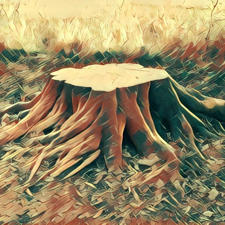 Tree stump – dream interpretation