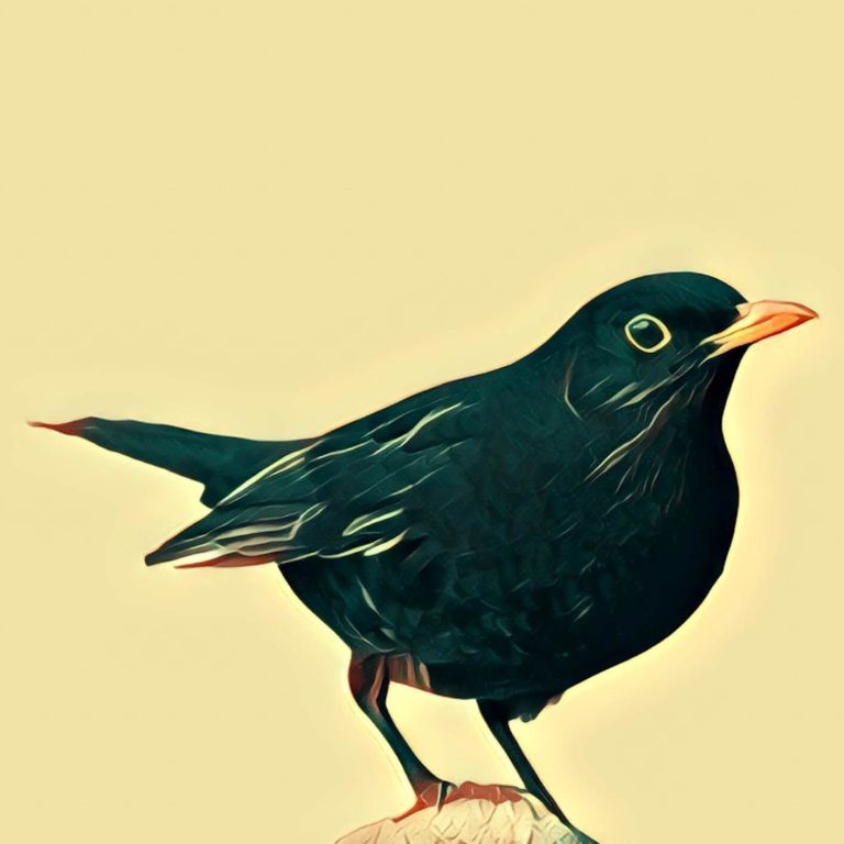 Blackbird – Dream Interpretation