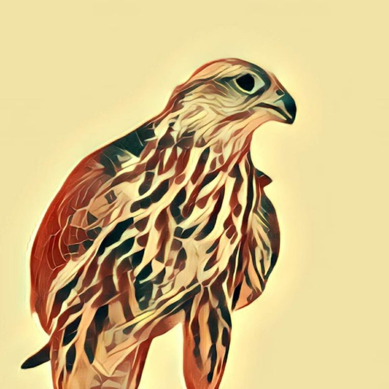 Falcon – dream interpretation