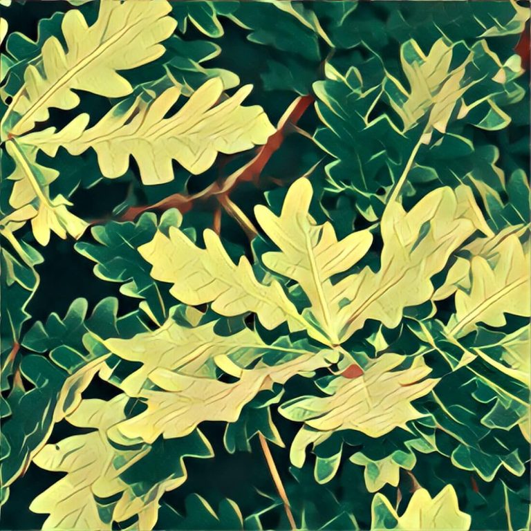 Oak leaves – dream interpretation