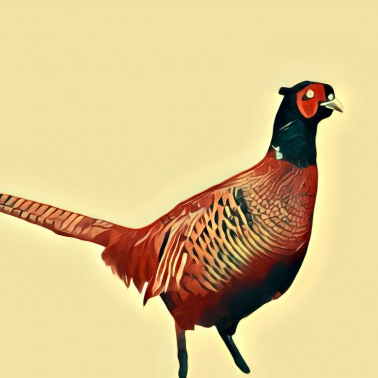 Pheasant – dream interpretation