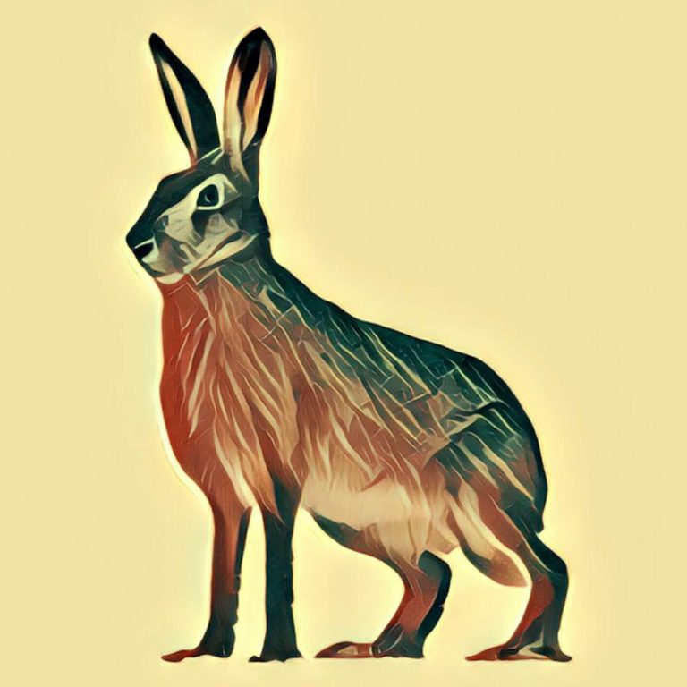 Rabbit – dream interpretation