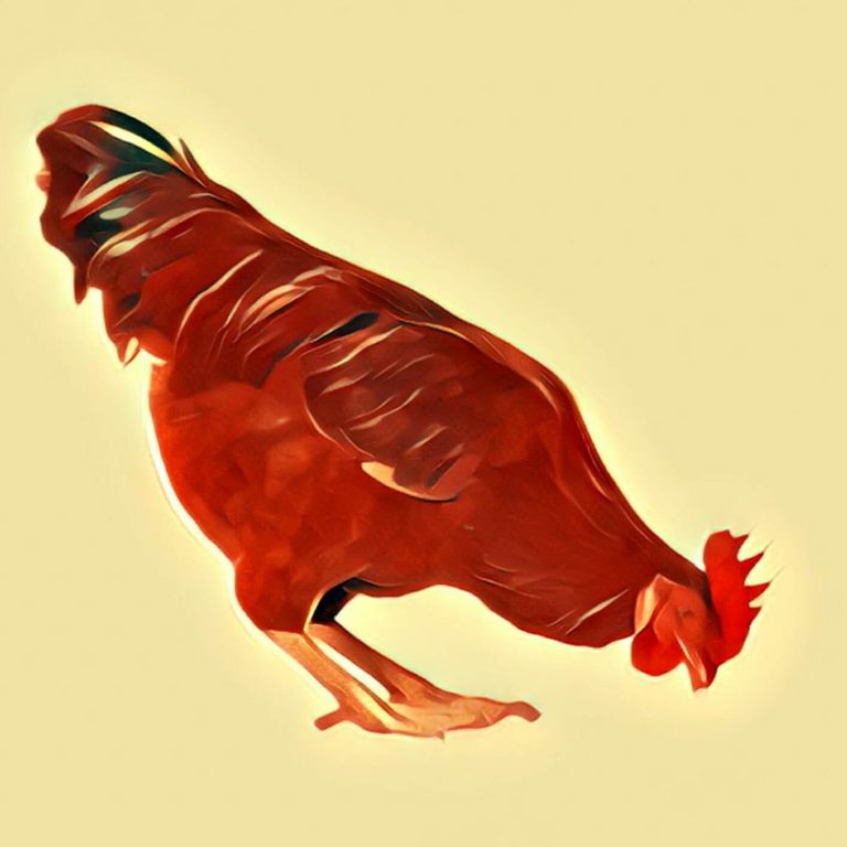 Poultry – dream interpretation