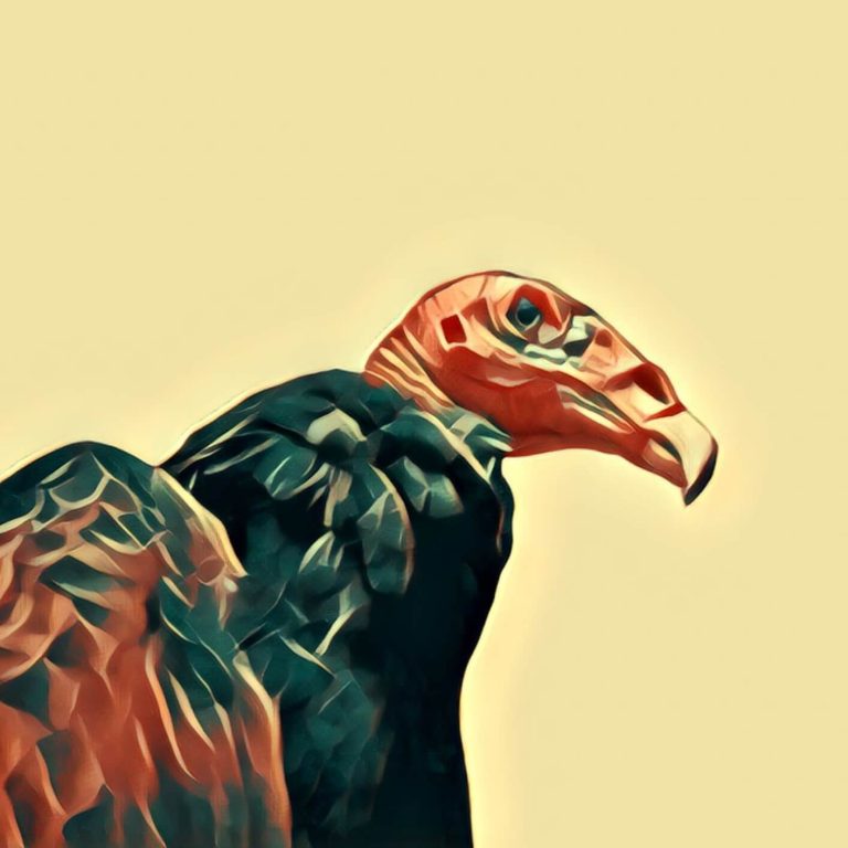Vulture – dream interpretation