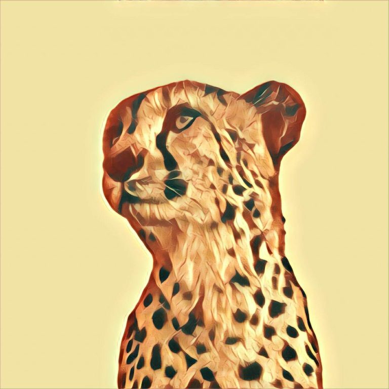 Cheetah – dream interpretation