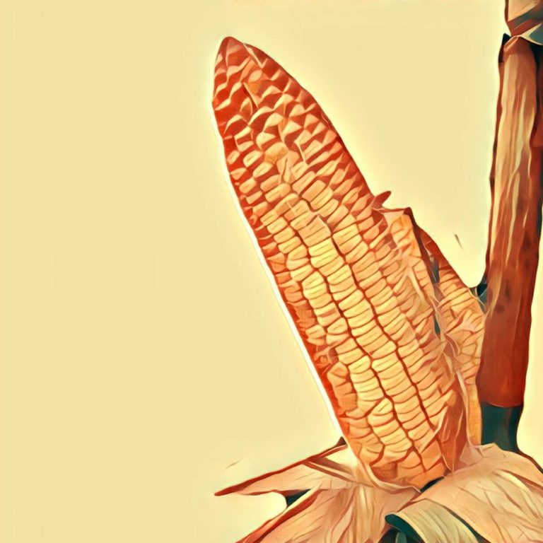 Corn – dream interpretation