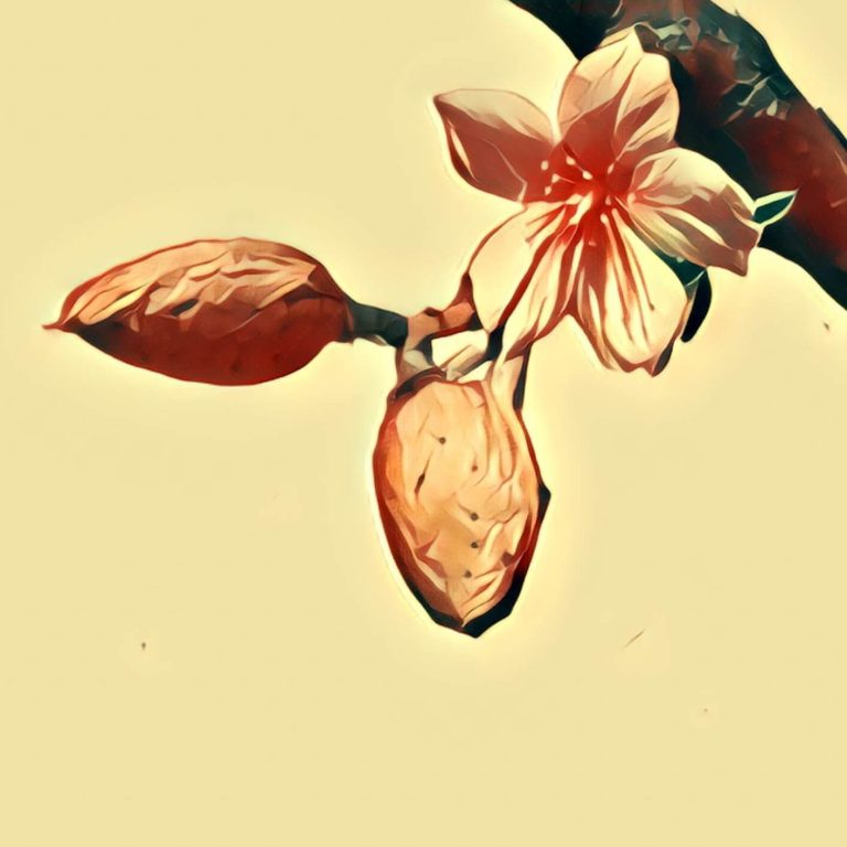 Almond tree – dream interpretation