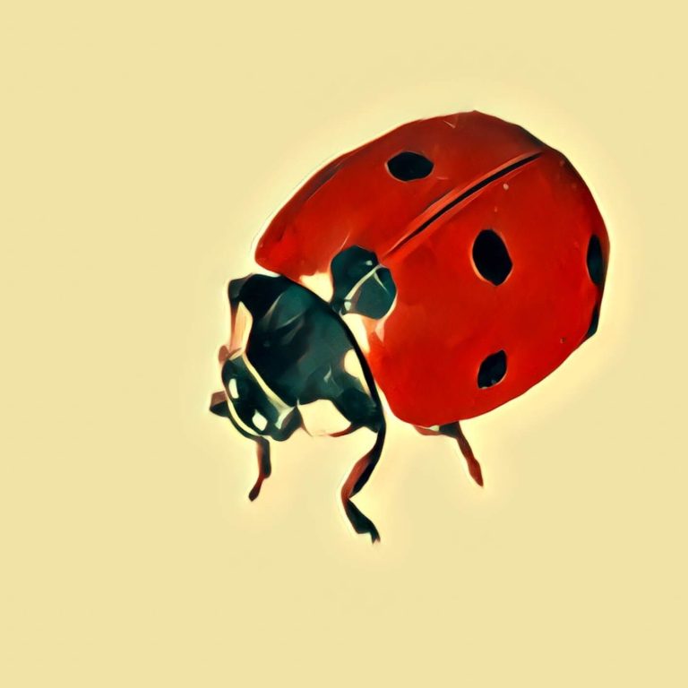 Ladybug – dream interpretation