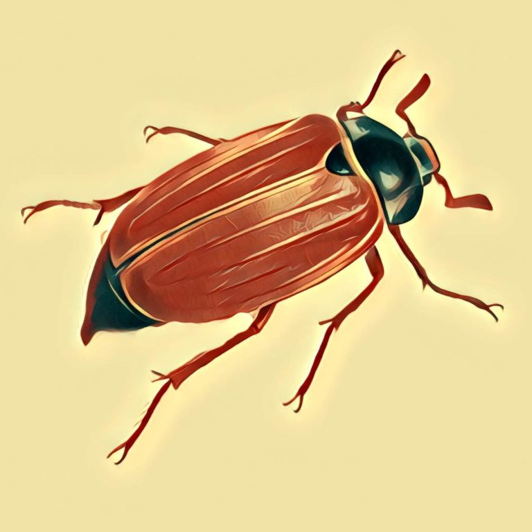 Beetle – dream interpretation