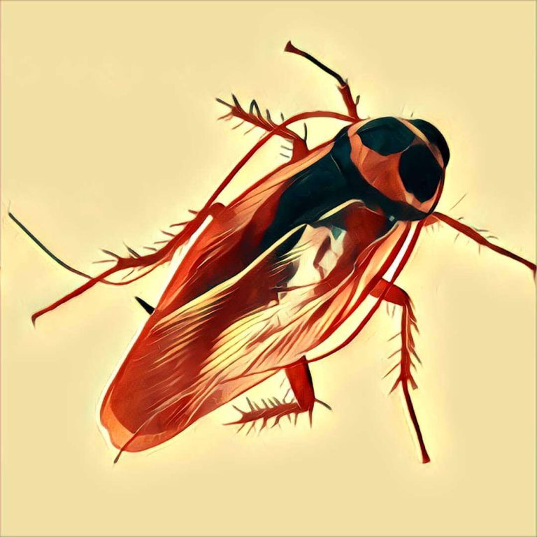 Cockroach – dream interpretation