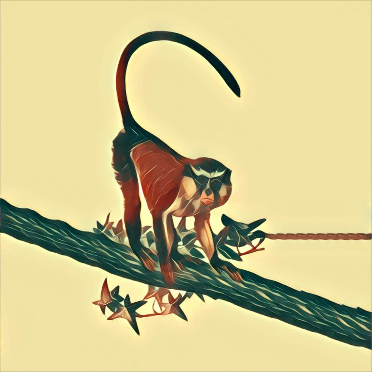 Vervet monkey – dream interpretation