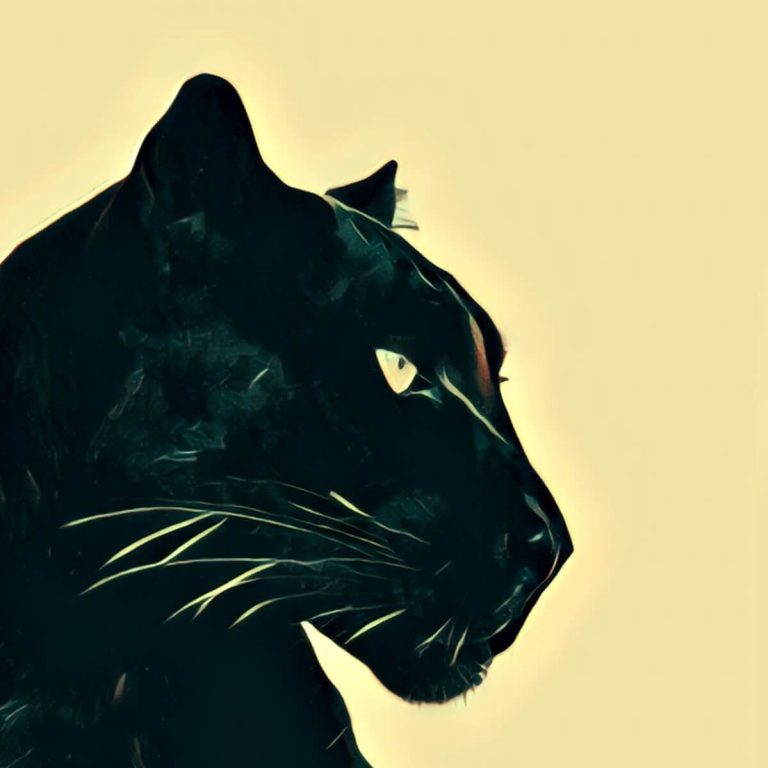 Panther – dream interpretation