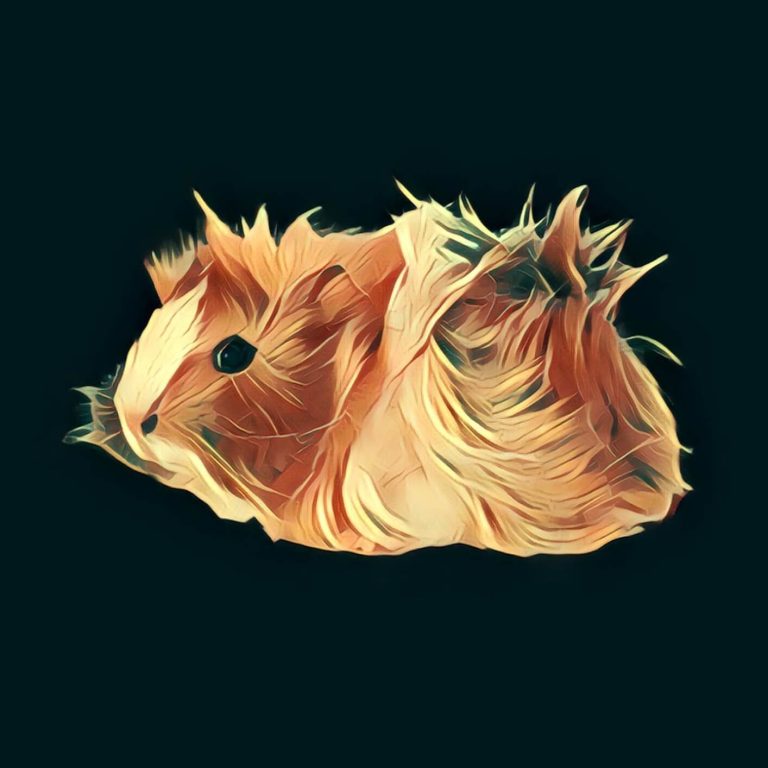 Guinea pig – dream interpretation