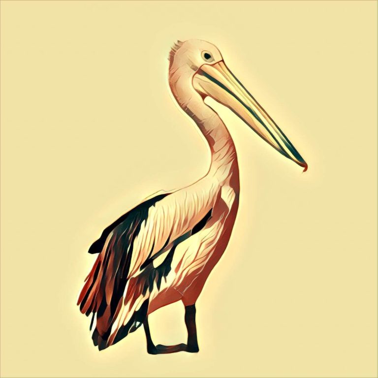 Pelican – dream interpretation
