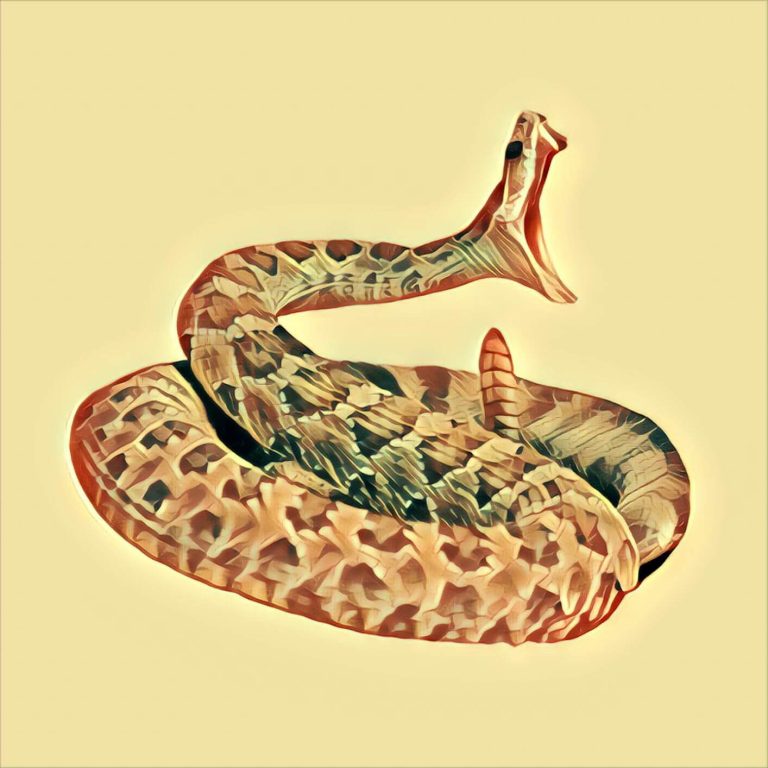 Rattlesnake – dream interpretation