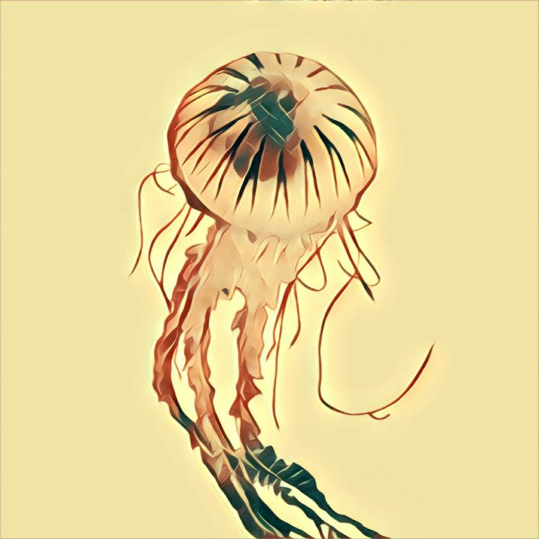 Jellyfish – dream interpretation