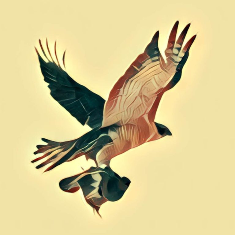 Bird of prey – dream interpretation
