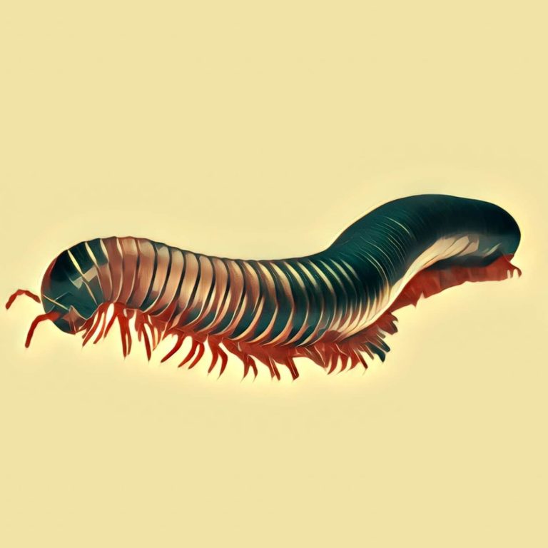Centipede – dream interpretation