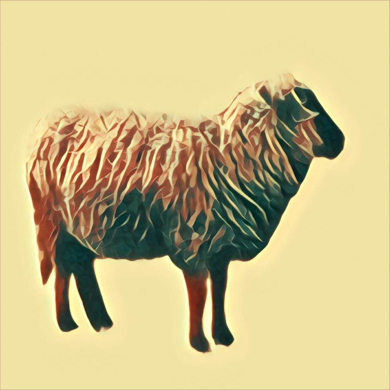 Sheep - dream interpretation
