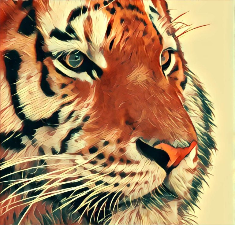 Tiger | Dream symbol