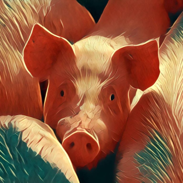 Pig – dream interpretation