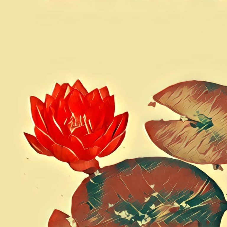 Water lily – dream interpretation
