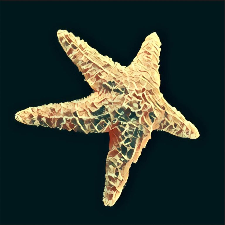 Starfish – dream interpretation